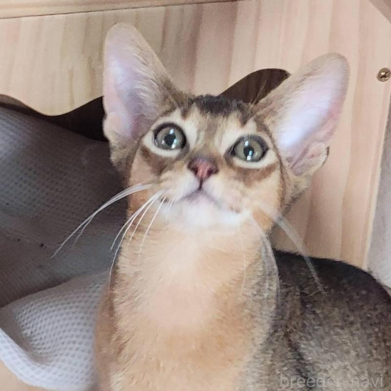 販売中の愛知県のアビシニアン-140146の2枚目