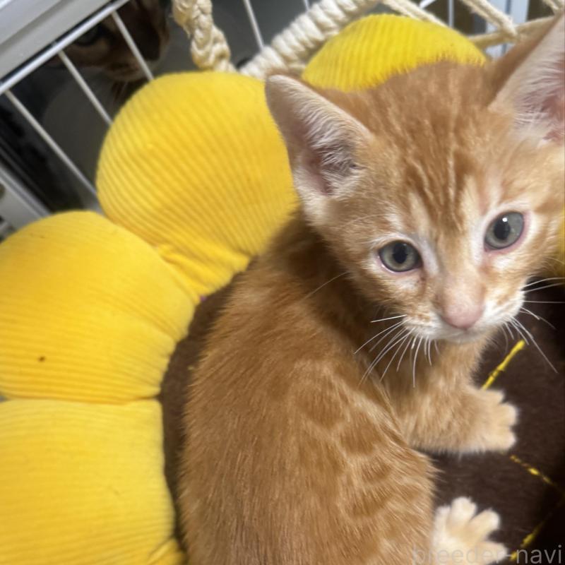 販売中の千葉県のベンガル-140147の1枚目