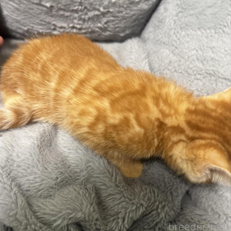 販売中の千葉県のベンガル-140147の5枚目