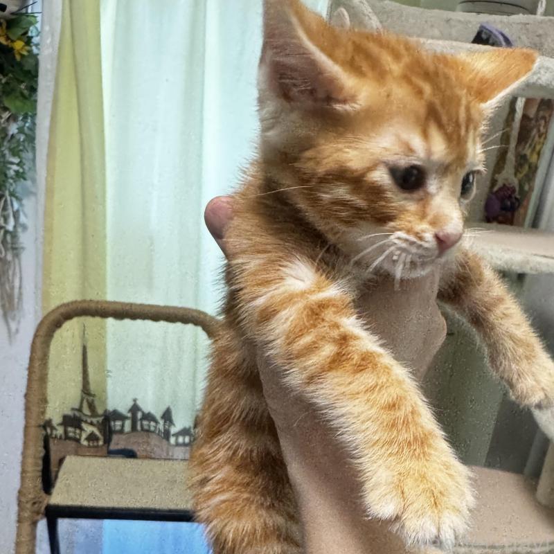 販売中の千葉県のベンガル-140147の4枚目