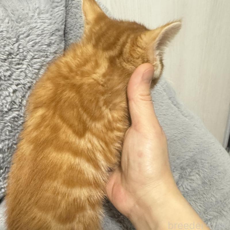 販売中の千葉県のベンガル-140147の3枚目