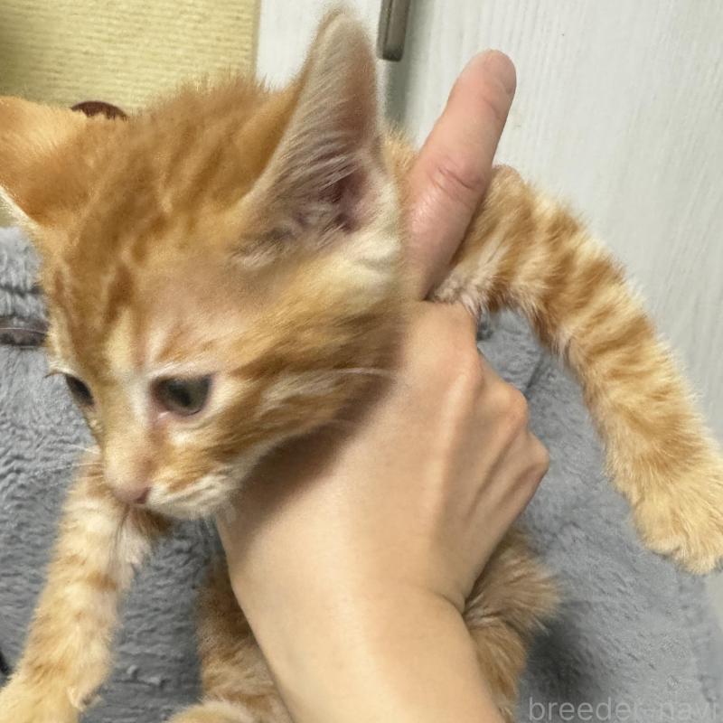 販売中の千葉県のベンガル-140147の2枚目