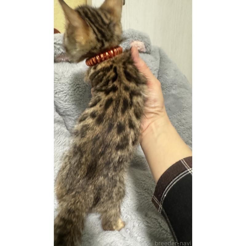 販売中の千葉県のベンガル-140148の4枚目