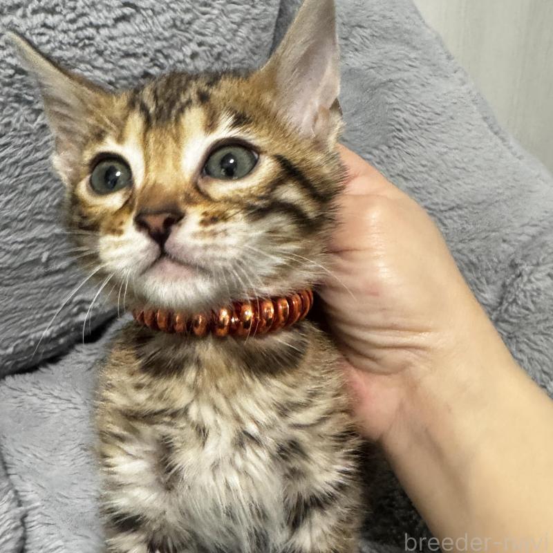 販売中の千葉県のベンガル-140148