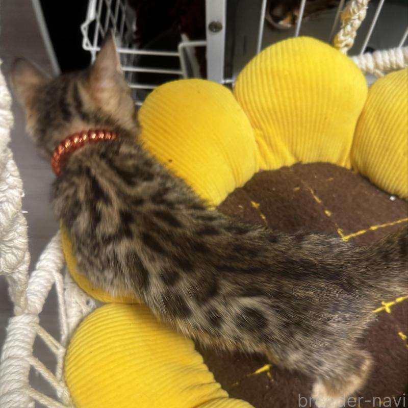 販売中の千葉県のベンガル-140148の3枚目