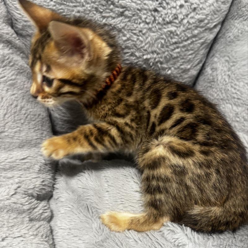 販売中の千葉県のベンガル-140148の2枚目