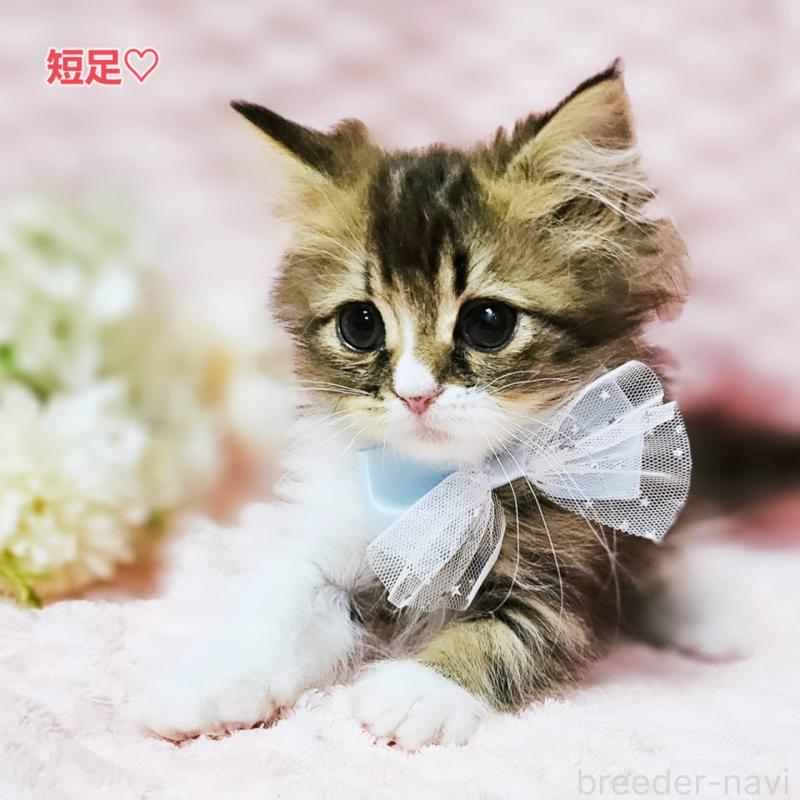 販売中の茨城県のミヌエット(短足)-140149の1枚目