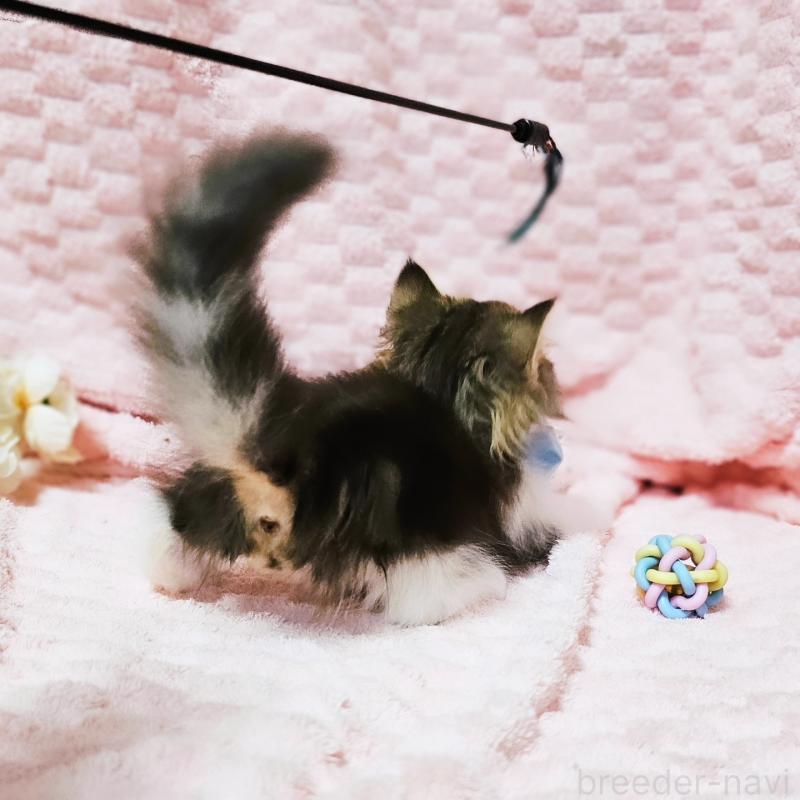 販売中の茨城県のミヌエット(短足)-140149の19枚目