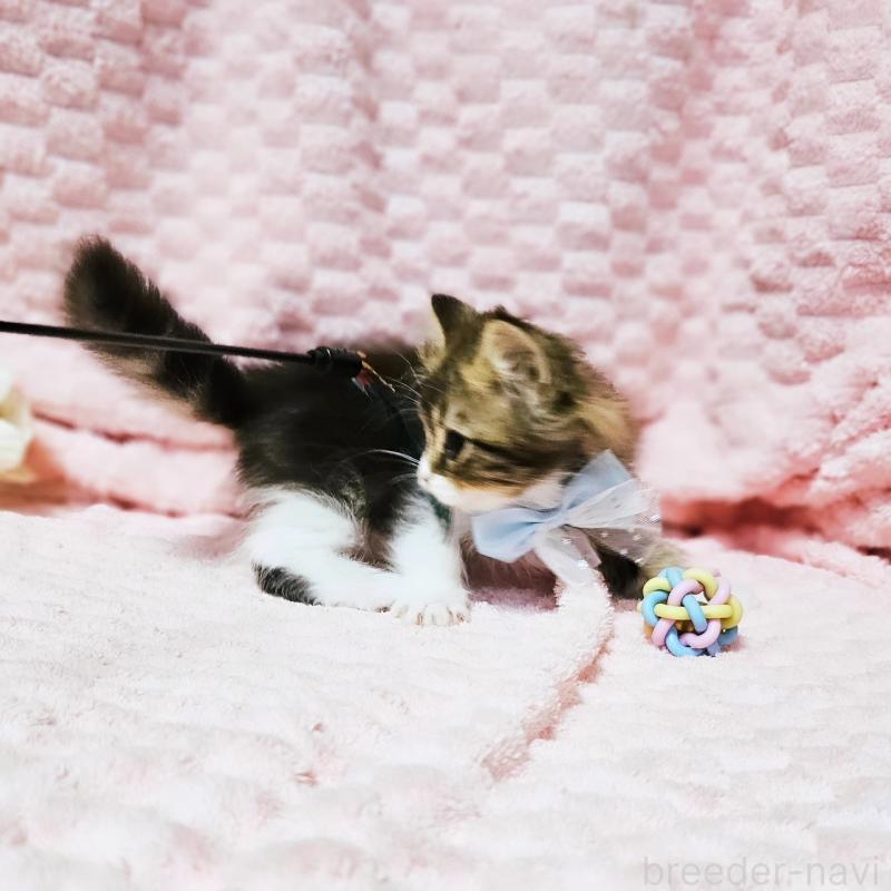 販売中の茨城県のミヌエット(短足)-140149の18枚目