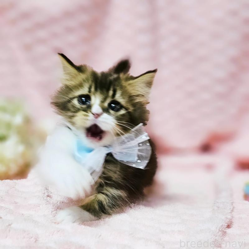 販売中の茨城県のミヌエット(短足)-140149の17枚目