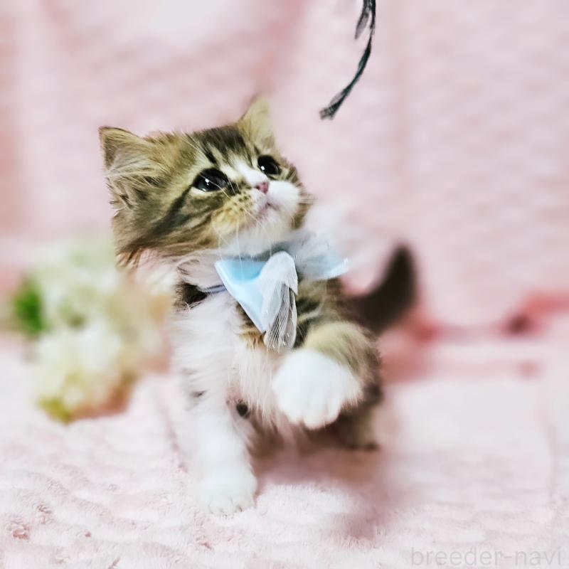 販売中の茨城県のミヌエット(短足)-140149の16枚目