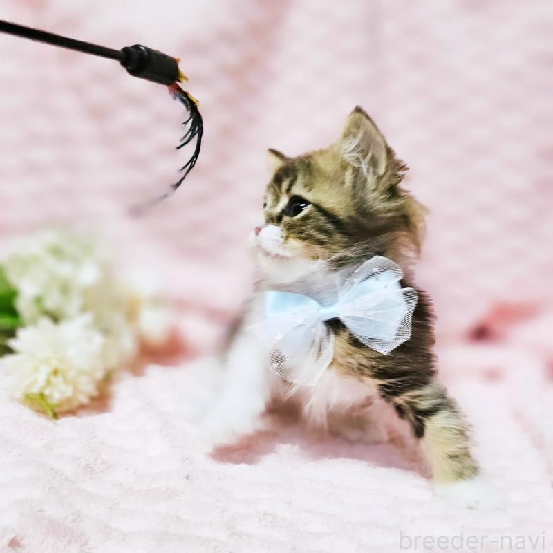 販売中の茨城県のミヌエット(短足)-140149の15枚目