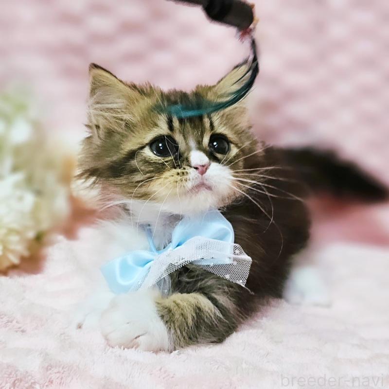 販売中の茨城県のミヌエット(短足)-140149の14枚目