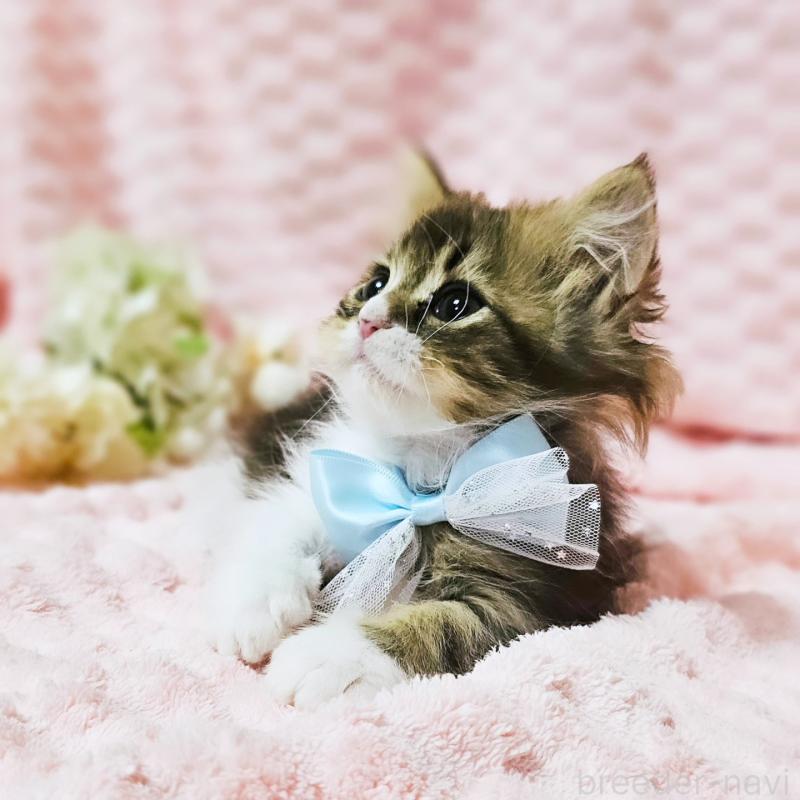 販売中の茨城県のミヌエット(短足)-140149の13枚目