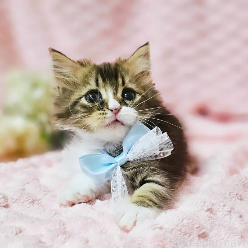 販売中の茨城県のミヌエット(短足)-140149の12枚目