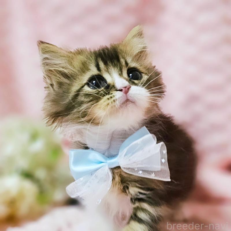 販売中の茨城県のミヌエット(短足)-140149の11枚目