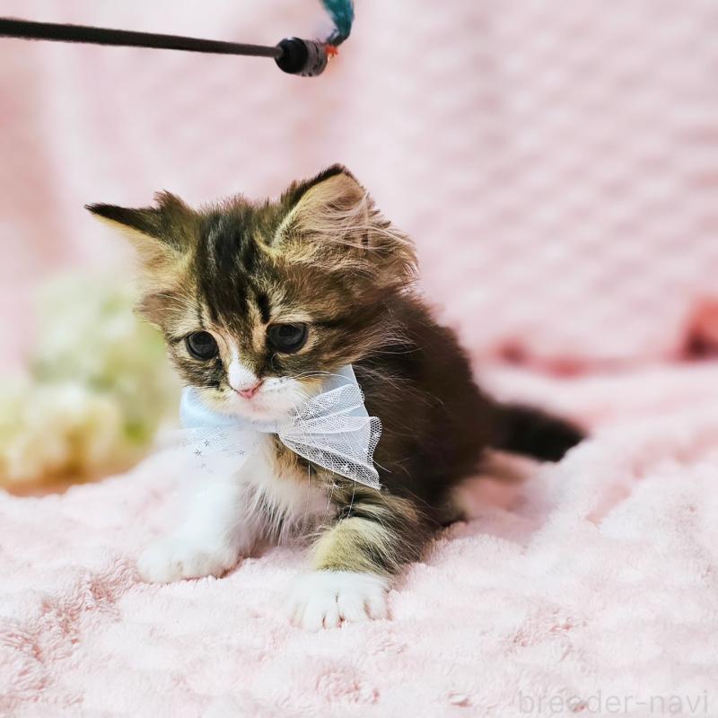 販売中の茨城県のミヌエット(短足)-140149の10枚目