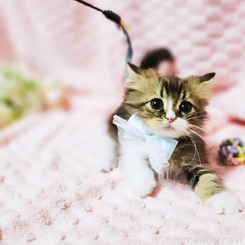 販売中の茨城県のミヌエット(短足)-140149の9枚目