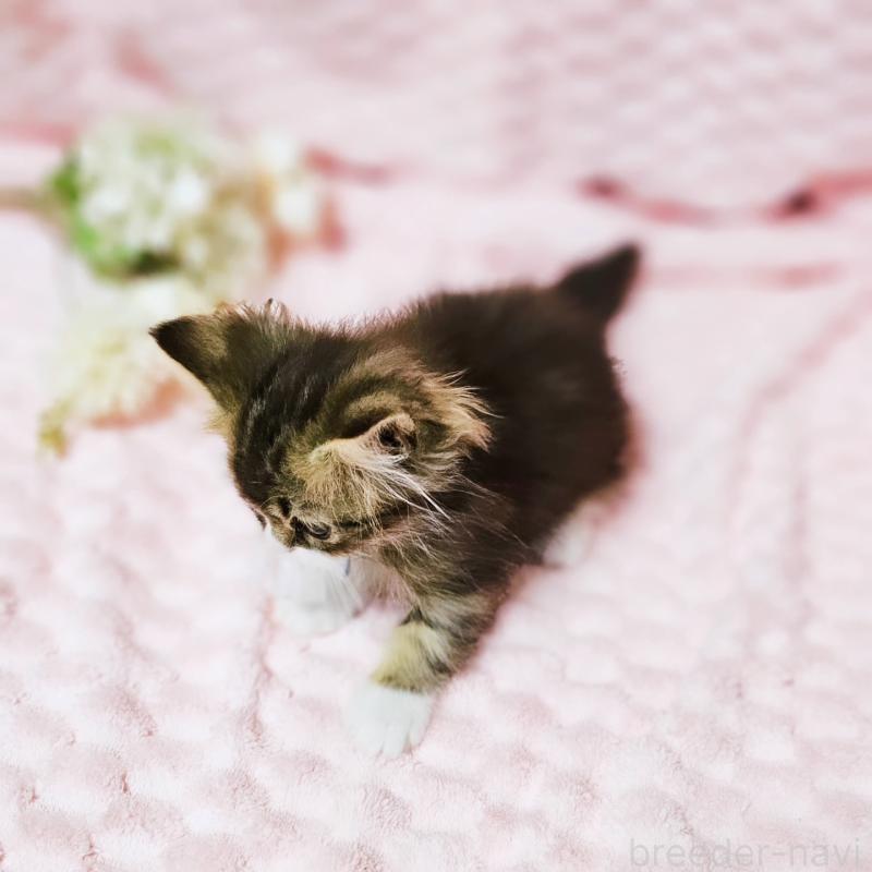 販売中の茨城県のミヌエット(短足)-140149の8枚目