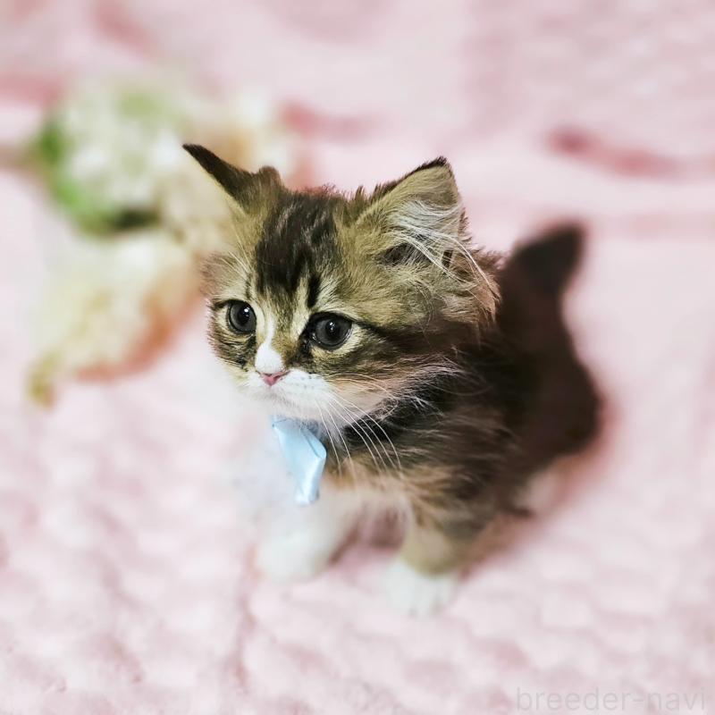 販売中の茨城県のミヌエット(短足)-140149の7枚目