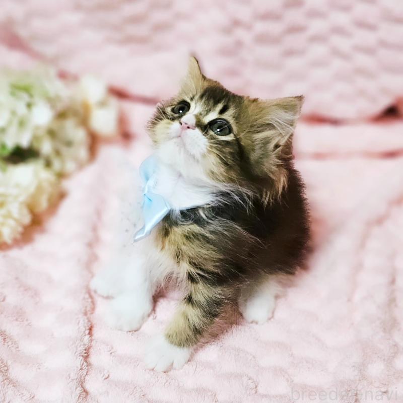 販売中の茨城県のミヌエット(短足)-140149の6枚目