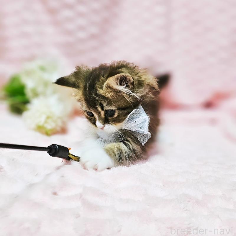 販売中の茨城県のミヌエット(短足)-140149の5枚目