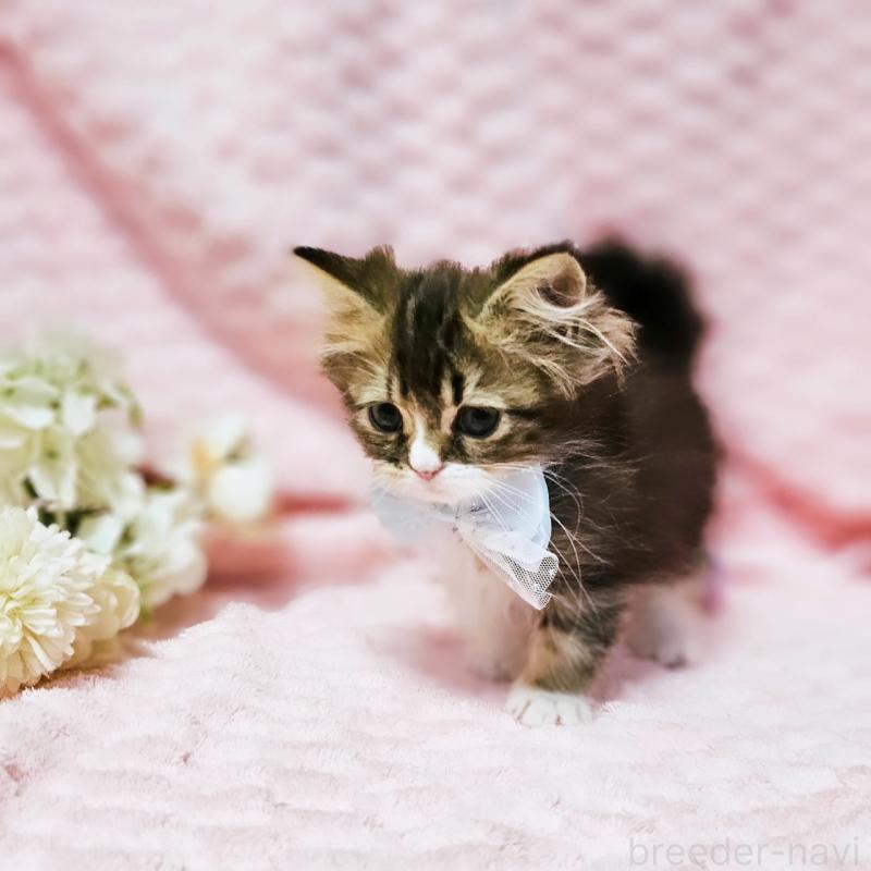 販売中の茨城県のミヌエット(短足)-140149の4枚目