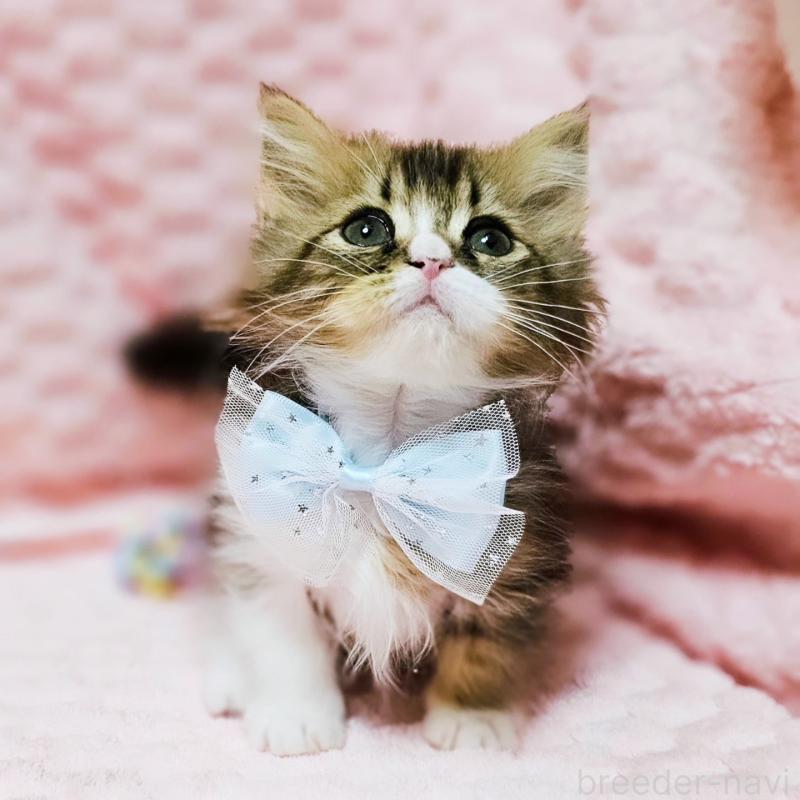 販売中の茨城県のミヌエット(短足)-140149の3枚目