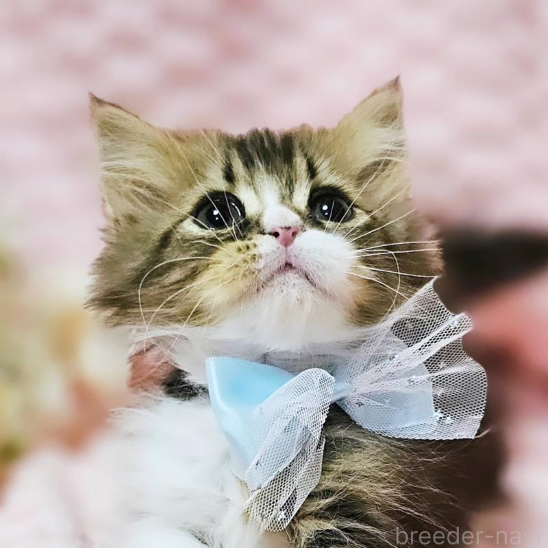 販売中の茨城県のミヌエット(短足)-140149の2枚目