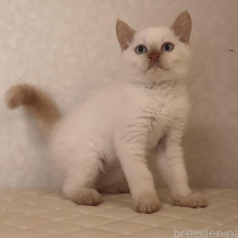 販売中の静岡県のセルカークレックス-134839