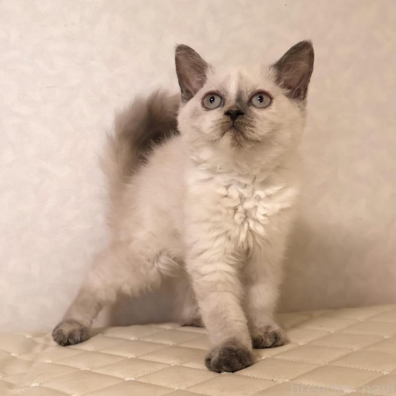 販売中の静岡県のセルカークレックス-134836