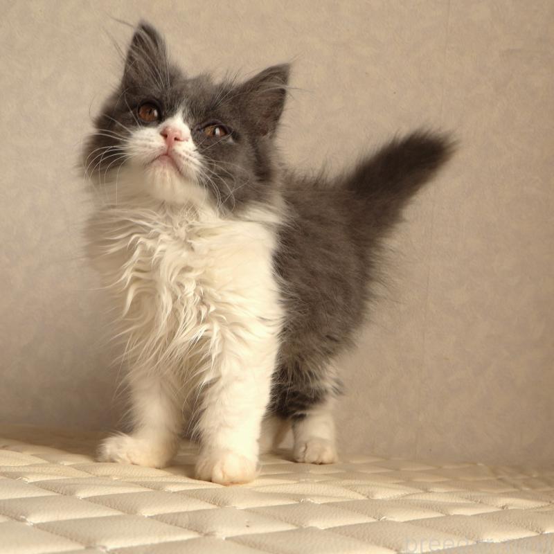 販売中の静岡県のブリティッシュショートヘア-134844