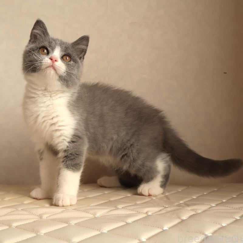 販売中の静岡県のブリティッシュショートヘア-134843