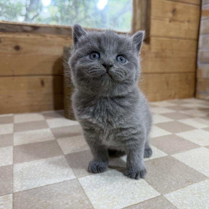 販売中の福岡県のブリティッシュショートヘア-140150の4枚目