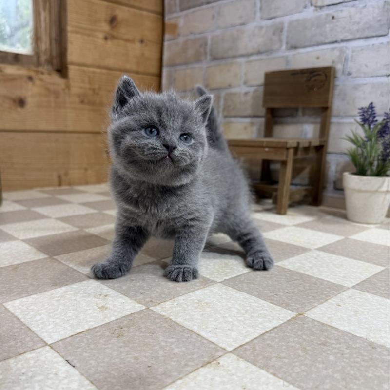 販売中の福岡県のブリティッシュショートヘア-140150の3枚目