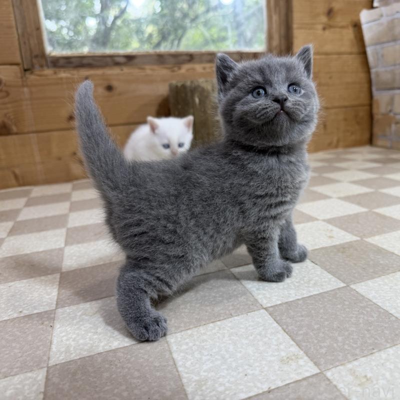 販売中の福岡県のブリティッシュショートヘア-140150の2枚目