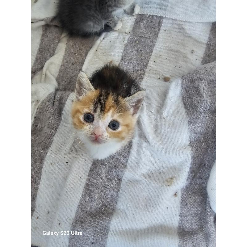 販売中の福岡県のマンチカン(短足)-140052の5枚目