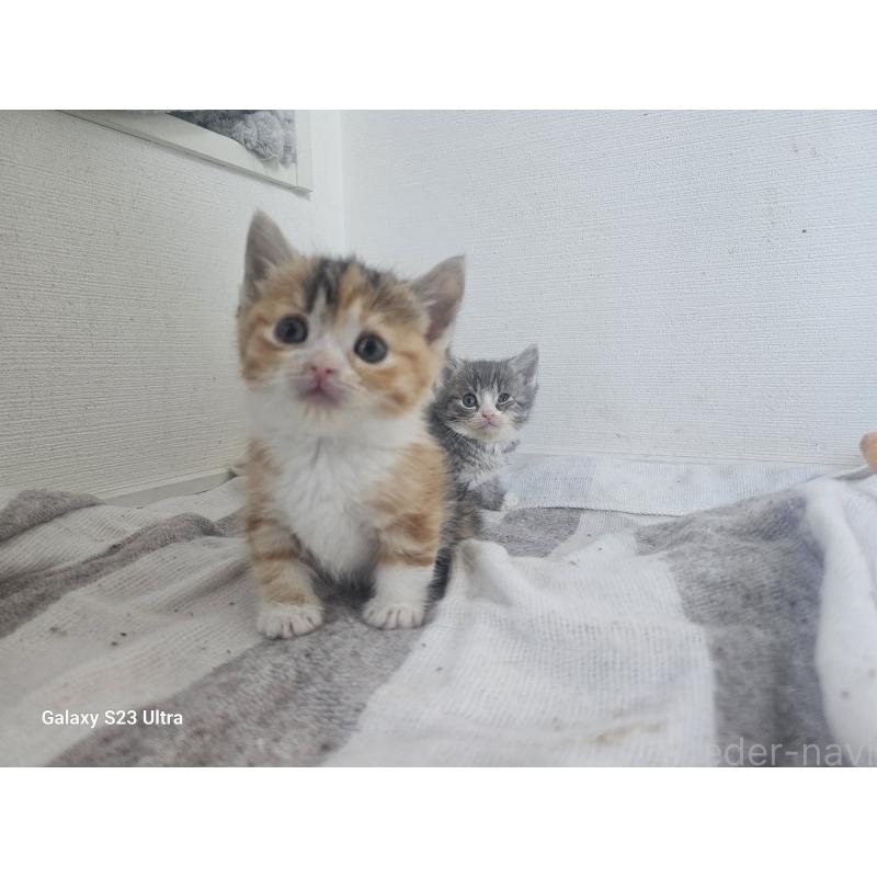 販売中の福岡県のマンチカン(短足)-140052の4枚目