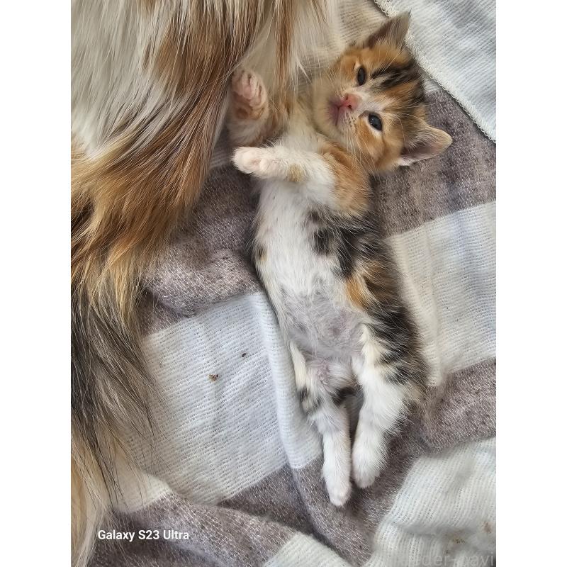 販売中の福岡県のマンチカン(短足)-140052の2枚目