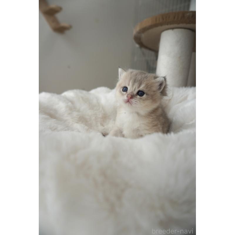 販売中の東京都のブリティッシュショートヘア-140163の5枚目