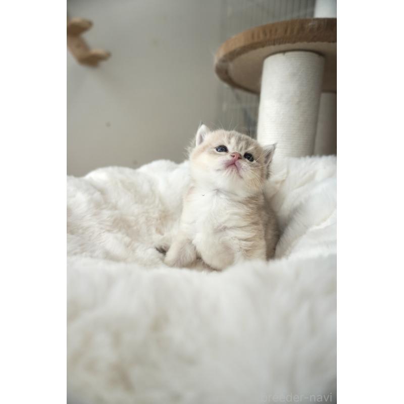 販売中の東京都のブリティッシュショートヘア-140163の4枚目