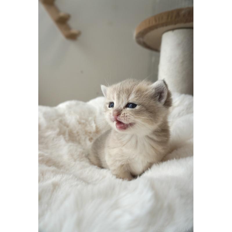 販売中の東京都のブリティッシュショートヘア-140161の5枚目