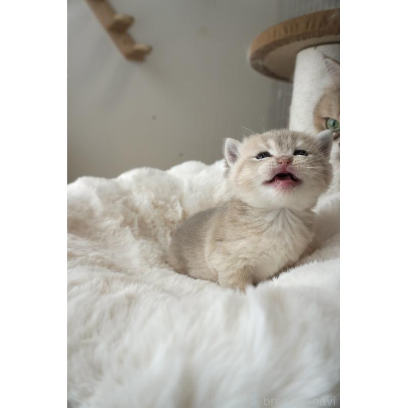 販売中の東京都のブリティッシュショートヘア-140161の4枚目