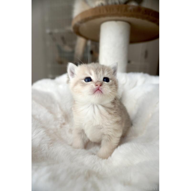 販売中の東京都のブリティッシュショートヘア-140161の3枚目