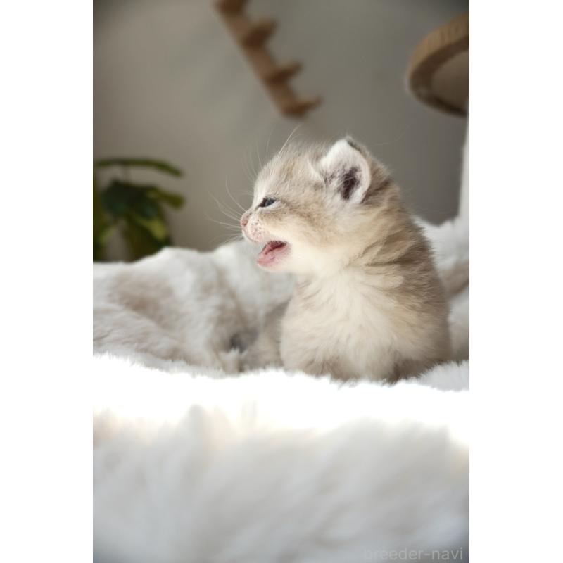 販売中の東京都のブリティッシュショートヘア-140161の2枚目