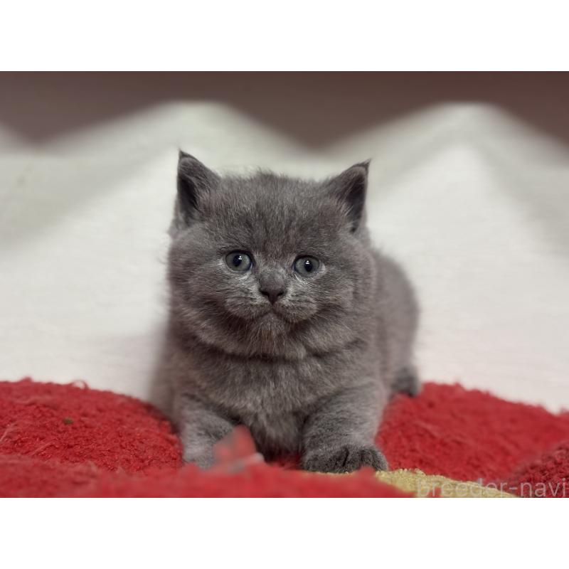 販売中の神奈川県のブリティッシュショートヘア-140152の10枚目