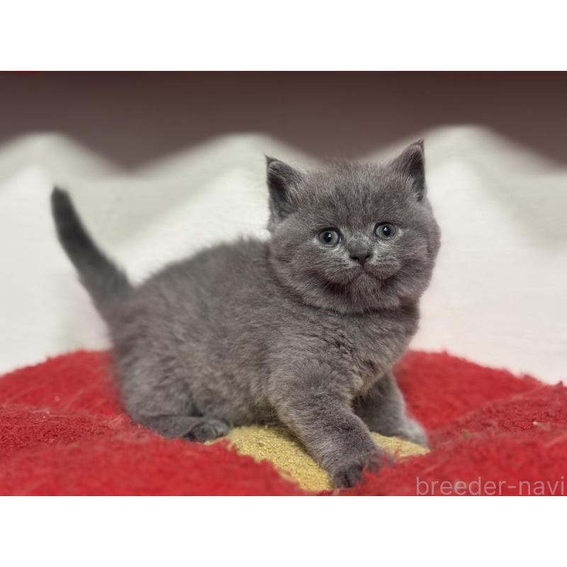 販売中の神奈川県のブリティッシュショートヘア-140152の9枚目