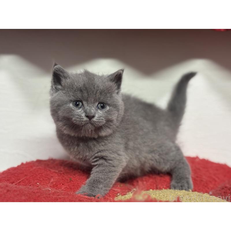 販売中の神奈川県のブリティッシュショートヘア-140152の8枚目