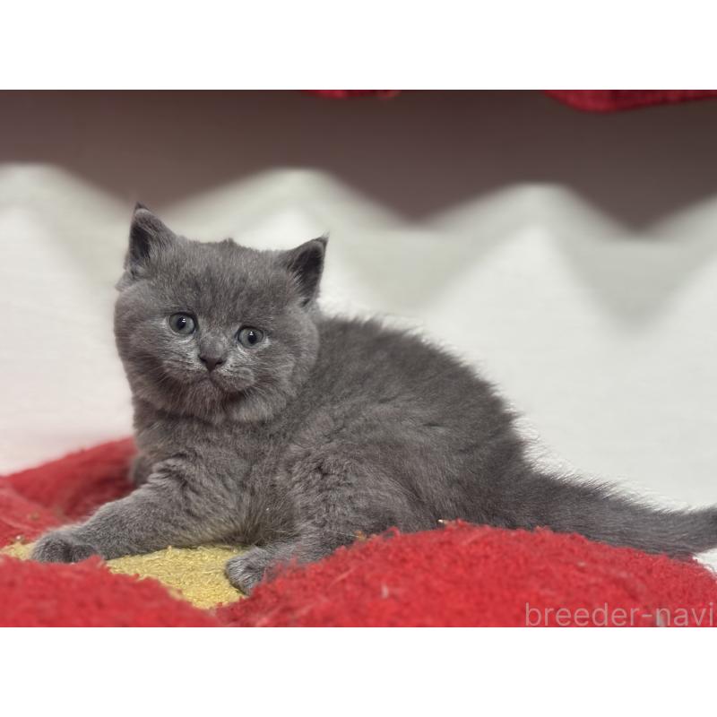 販売中の神奈川県のブリティッシュショートヘア-140152の7枚目