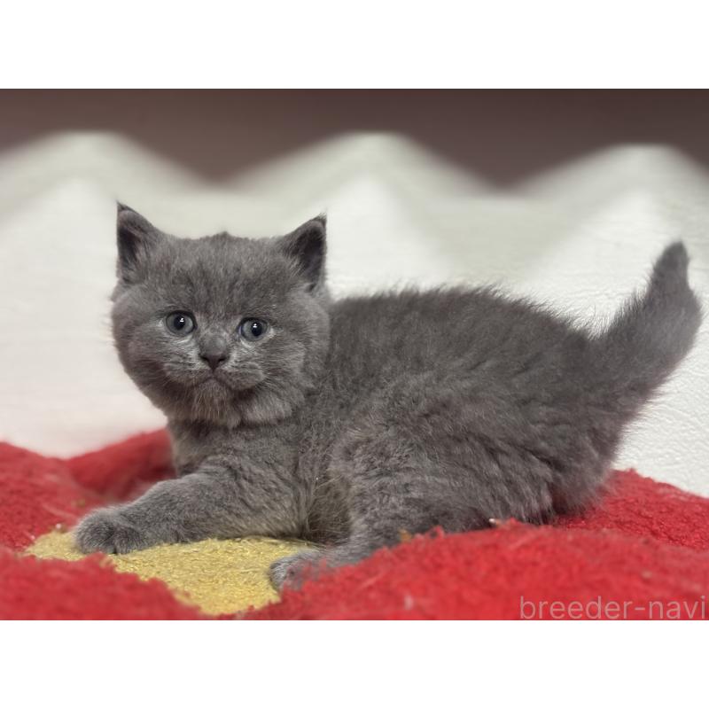 販売中の神奈川県のブリティッシュショートヘア-140152の6枚目